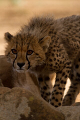 Cheetah of Africa