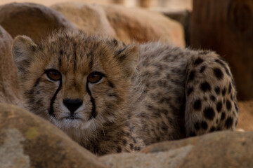 Cheetah of Africa