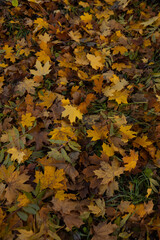 Nature season background with fallen autumn yellow  leaves top view