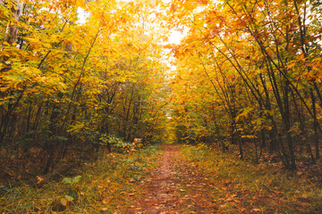 Obraz premium Colourful autumn forest in Hoge Kempen National Park, eastern Belgium during sunset. A walk through the wilderness in the Flanders region in November