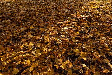 Autumn background nature fallen leaves and sunny light 