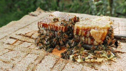 a colony of bees at an Italian farm using acacia to make honey