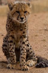 Cheetah of Africa