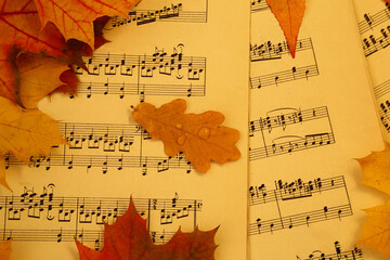 oak leaf with water drops on music paper - 672642721