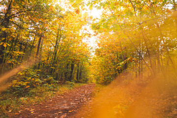 Colourful autumn forest in Hoge Kempen National Park, eastern Belgium during sunset. A walk through the wilderness in the Flanders region in November