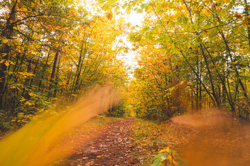 Obraz premium Colourful autumn forest in Hoge Kempen National Park, eastern Belgium during sunset. A walk through the wilderness in the Flanders region in November