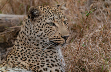 Leopard Sabi Sands Südafrika