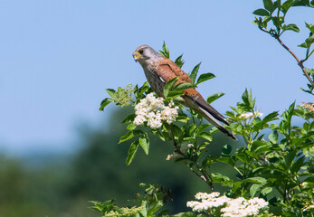 Male Kestrel (Falco tinnunculus) perched on bush 