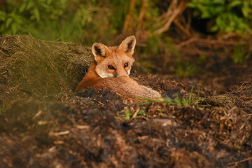 Obraz premium Red Fox (Vulpes vulpes) taking refuge in silage pit during a hunt 