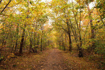 Fototapeta premium Colourful autumn forest in Hoge Kempen National Park, eastern Belgium during sunset. A walk through the wilderness in the Flanders region in November