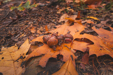 Colourful autumn forest in Hoge Kempen National Park, eastern Belgium during sunset. A walk through the wilderness in the Flanders region in November