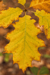 Colourful autumn forest in Hoge Kempen National Park, eastern Belgium during sunset. A walk through the wilderness in the Flanders region in November