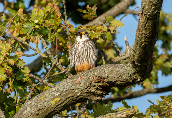 Adult Hobby (Falco subbuteo) perched in an oak tree, September