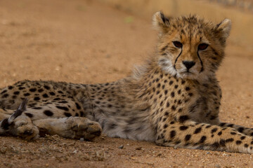 Cheetah of Africa