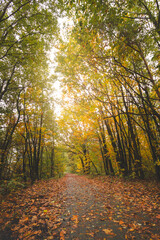 Colourful autumn forest in Hoge Kempen National Park, eastern Belgium during sunset. A walk through the wilderness in the Flanders region in November