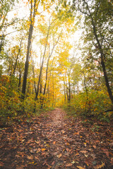 Colourful autumn forest in Hoge Kempen National Park, eastern Belgium during sunset. A walk through the wilderness in the Flanders region in November