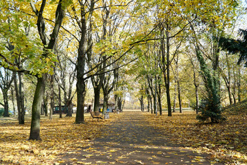 Alley in park with leaves on ground in fall