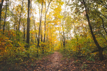 Colourful autumn forest in Hoge Kempen National Park, eastern Belgium during sunset. A walk through the wilderness in the Flanders region in November
