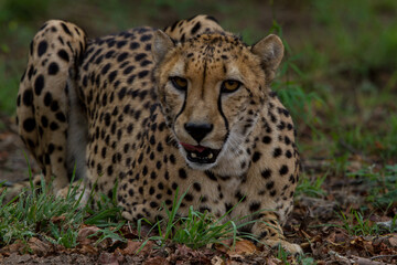 Cheetah of Africa