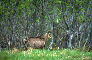 chamois, Rupicapra rupicapra