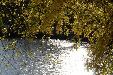 Lake in park in fall and leaves on tree branch