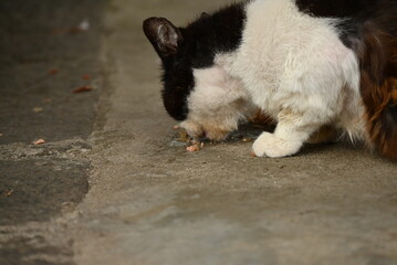 食事中の黒いブチの地域猫