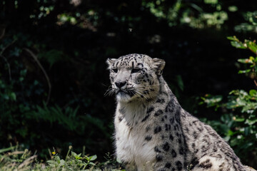 snow leopard with a fly above its head