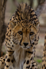 Cheetah of Africa