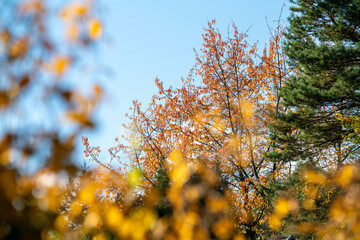 Herbstliche Aufnahme einer gold-gelb leuchtenden Baumkorne 
