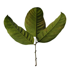 Cocoa leaves isolated on white background. Clipping path included.