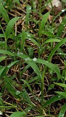 Green grass with water drops on the ground in the garden after rain.