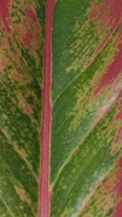 Close-up of a red and green variegated leaf.