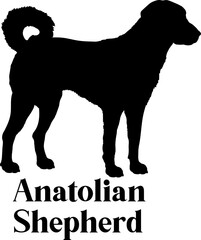 Anatolian Shepherd Dog silhouette breeds dog breeds dog monogram logo dog face vector
SVG PNG EPS