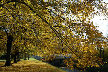 Yellow trees and pond in park - fall time