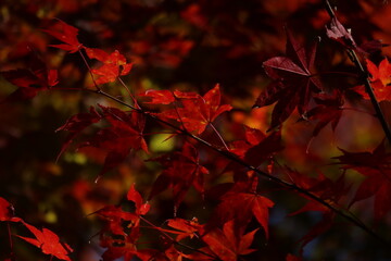 岐阜県ひるがの高原分水嶺公園の日陰に燃え上がる紅葉