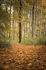Autumn forest with fallen leaves in the foreground and a path in the background