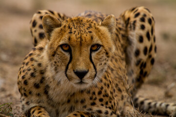 Cheetah of Africa