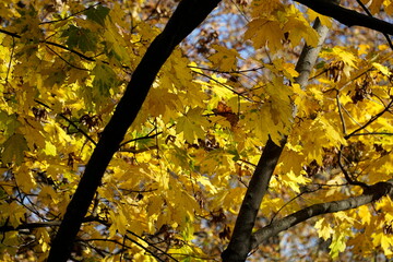 Yellow leaves on tree branch in fall