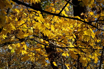 Yellow leaves on tree branch in fall