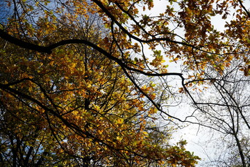 Orange leaves on tree branch in fall