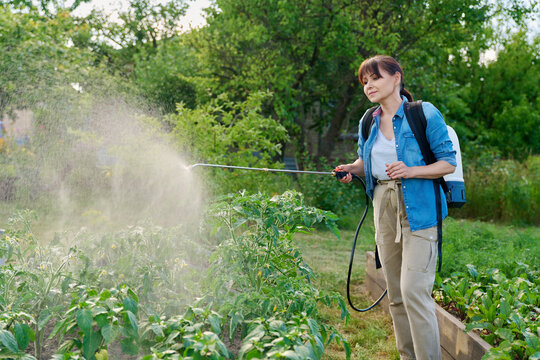 Gardener woman with spray backpack spraying tomato plants in garden