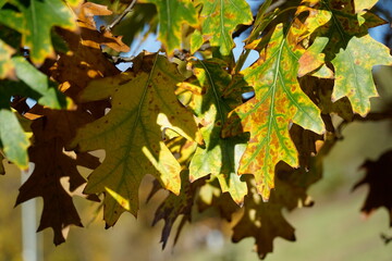 Yellow and green oak leaves in fall