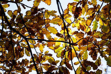 Yellow and orange leaves on oak tree in fall