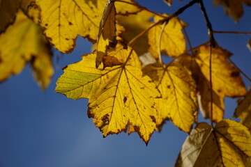 Yellow leaves on tree branch in fall
