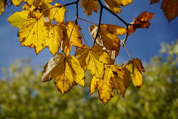 Obraz premium Yellow leaves on tree branch in fall