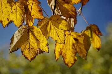 Yellow leaves on tree branch in fall