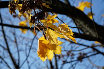 Yellow leaves on tree branch in fall