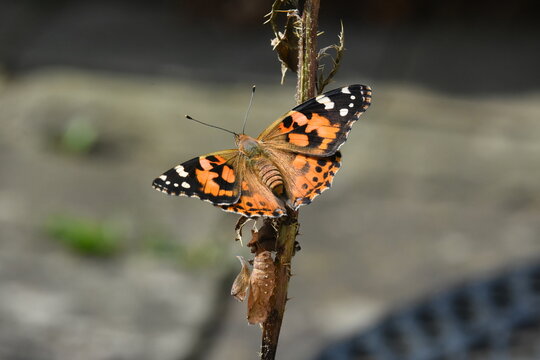 Painted lady butterfly (Vanessa cardui) freshly emerged from chrysalis 