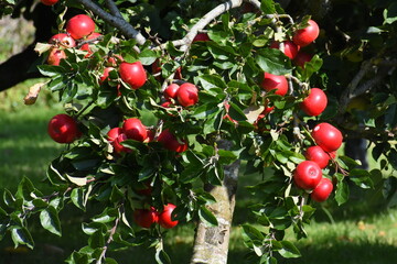 Ripe red apples on a tree in a garden orchard