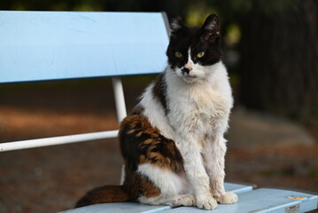 ベンチに座りこちらを見る地域猫
